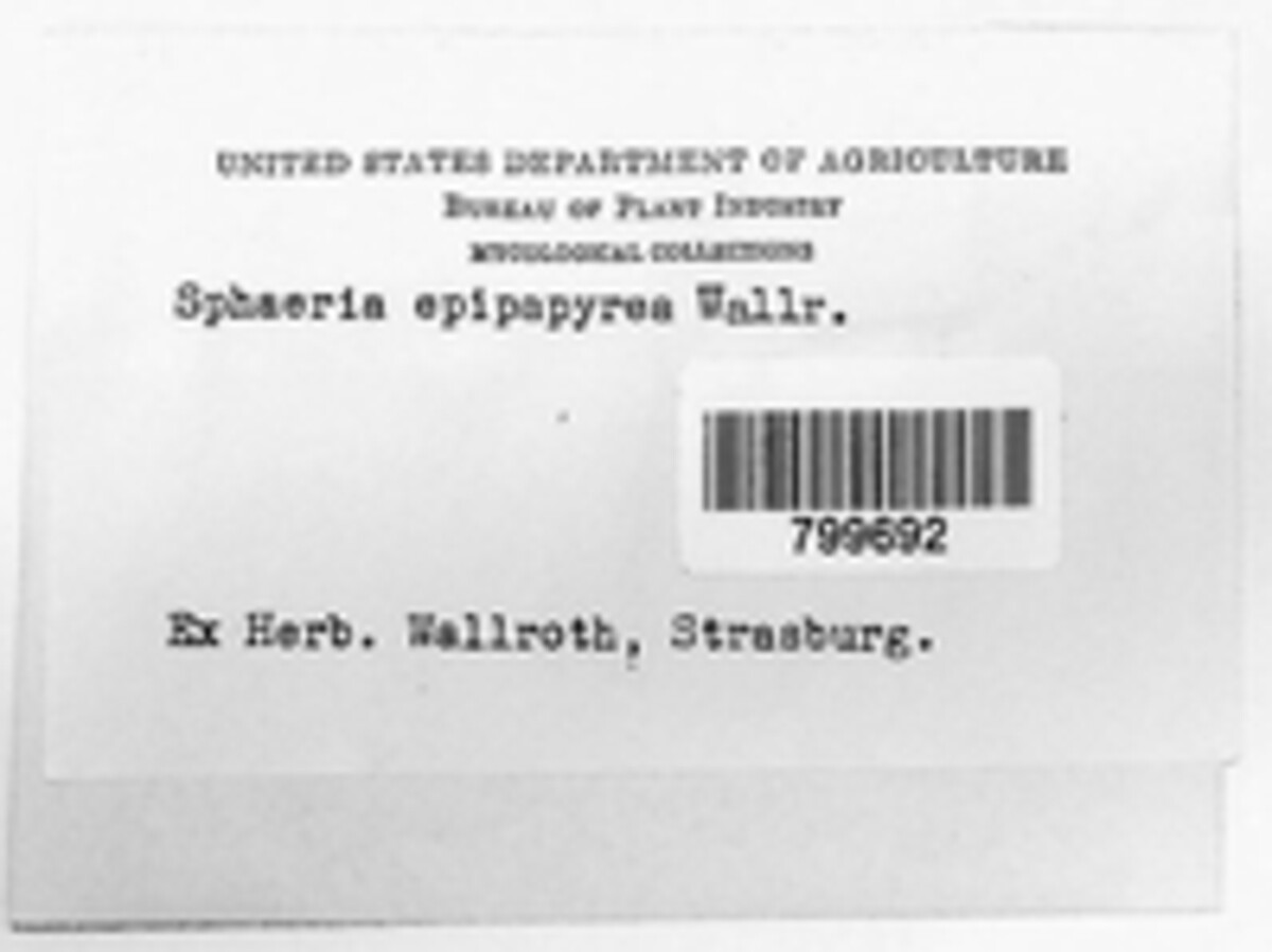 Sphaeria epipapyrea image